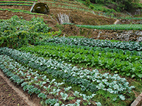 10 Varieties Vegetable Farm