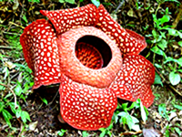 Amazing Rafflesia