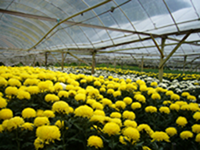 Chrysanthenum Farm